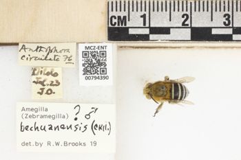 Media type: image;   Entomology 794390 Aspect: labels